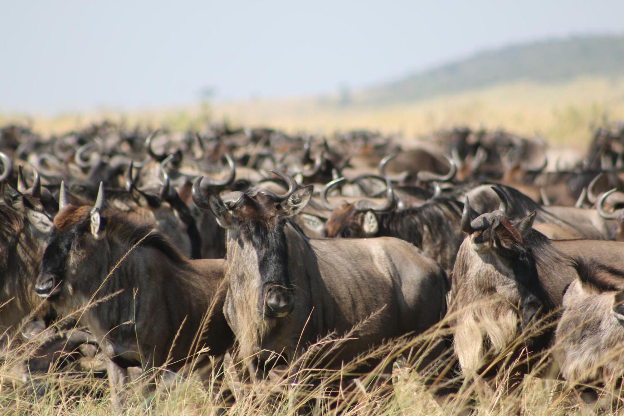 Samana Mara Hotel Maasai Mara Bagian luar foto