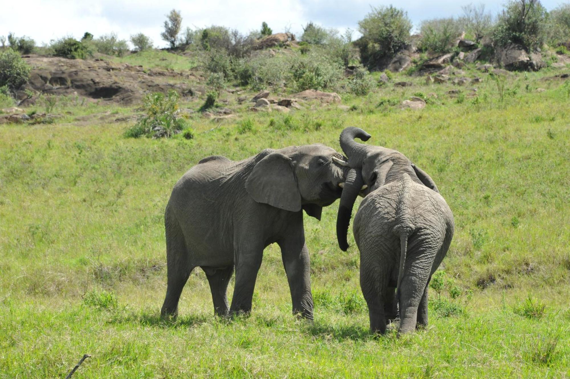 Samana Mara Hotel Maasai Mara Bagian luar foto